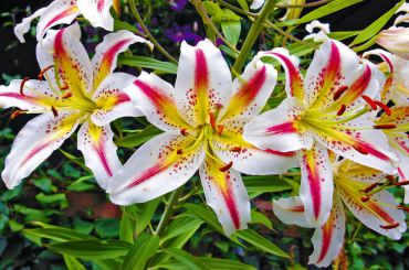 Oriental lily hybrid — more than a dozen flowers on the one stem.