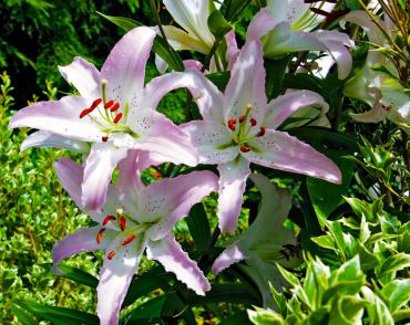 'Muscadet' Oriental lily reaches 6 feet tall in bloom.