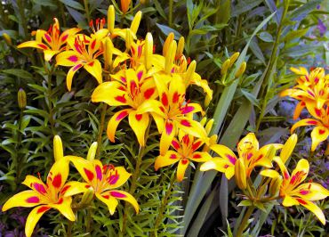 Asiatic lily hybrid started as five individual bulbs and ten years later is four feet wide swath.