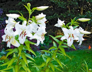 Stand of 'Casa Blanca' Oriental Lilies in August.