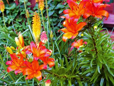 Asiatic lily hybrid blooms in tandem with Red Hot Poker late June into July.