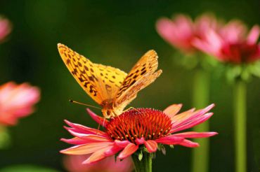 Gardening to Attract Hummingbirds and Butterflies