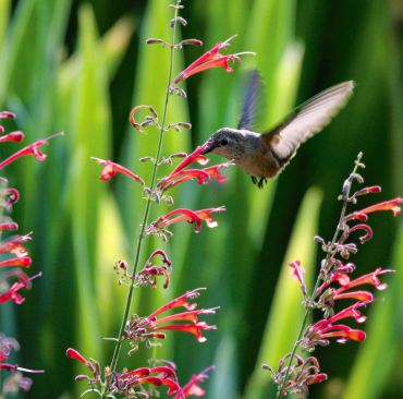 Hummingbird tastes nectar from a Red Hyssop blossom.