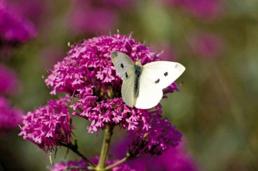 Cabbage white butterfly feeds on purple-pink Valerian.