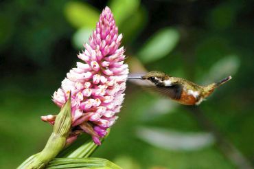 Gardening to Attract Hummingbirds and Butterflies