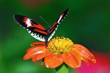 Piano Key Butterfly