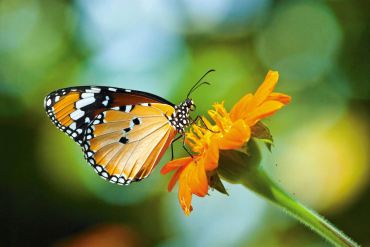 Gardening to Attract Hummingbirds and Butterflies