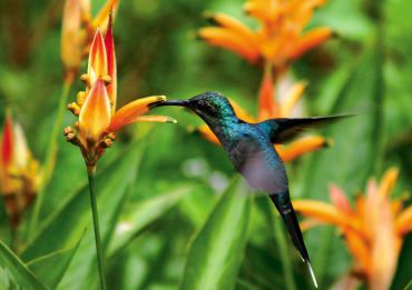 Gardening to Attract Hummingbirds and Butterflies