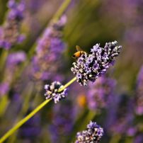 Enjoy the Versatility of Lavender by Growing Your Own
