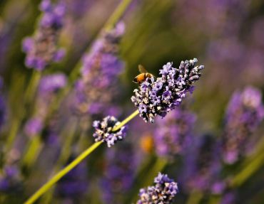 Enjoy the Versatility of Lavender by Growing Your Own