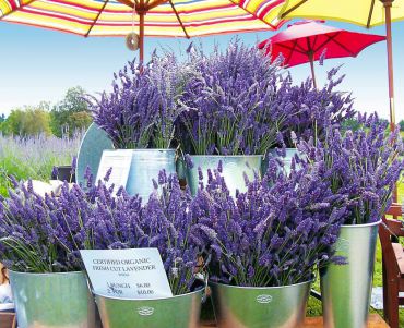 Enjoy the Versatility of Lavender by Growing Your Own