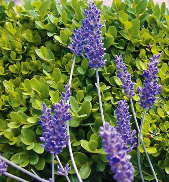 Enjoy the Versatility of Lavender by Growing Your Own