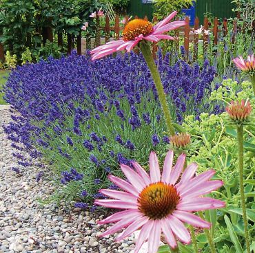 Enjoy the Versatility of Lavender by Growing Your Own