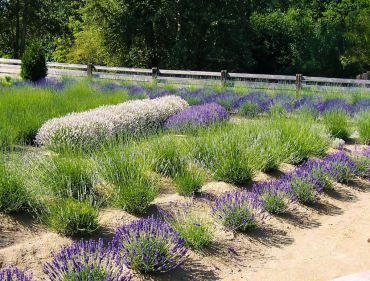 Enjoy the Versatility of Lavender by Growing Your Own