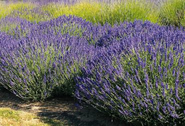 Enjoy the Versatility of Lavender by Growing Your Own