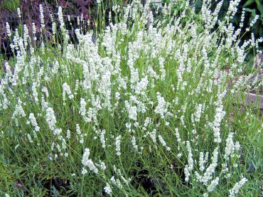 "Edelweiss" white flowering lavender adds a shimmer of white and fragrance.