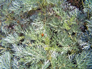 The lacy silver foliage of Artemesia "Powis Castle"