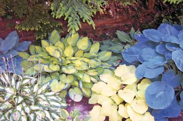 Vibrant hosta leaves light up in massed plantings.