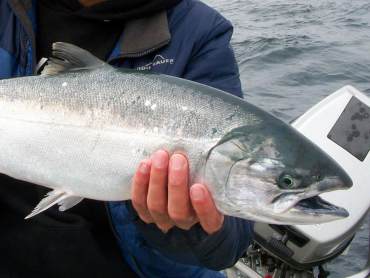 Silver Salmon