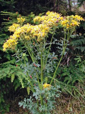 A summer bloomer, tansy ragwort can be anywhere from one to six feet tall. Ingesting this biennial weed can cause irreparable liver damage. (Photo courtesy Kitsap Noxious Weed Control)