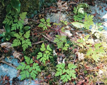 Annual Herb-Robert, or "stinky Bob," has a skunk-like odor, attractive pink flowers and spreads quickly by seed in shady areas. (Photo courtesy Colleen Miko)