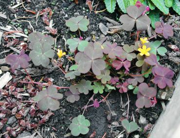 Red oxalis or wood sorrel is a low-growing perennial weed with slender taproot, roots from above ground "runners" and ejects seeds as far as 10 feet from pointy, hairy pods. (Photo courtesy Colleen Miko)