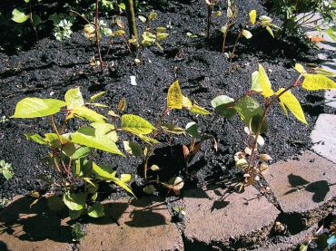 Small seedlings of knotweed advance on a flower bed. Note the hollow, reddish canes that resemble bamboo and leaves shaped like elongated hearts. (Photo courtesy Kitsap Noxious Weed Control)