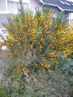 Perennial and woody, Scotch broom was first introduced to our area as an ornamental shrub. A "weed wrench" can be borrowed from the Kitsap County Noxious Weed Program for removing large plants, root and all. (Photo courtesy Kitsap Noxious Weed Control)