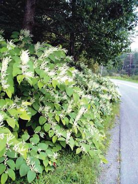 Knotweed, a tall perennial, spreads by seeds, roots and rhizomes that can span 30 feet. Cut pieces of stem as little as an inch long can re-root. (Photo courtesy Kitsap Noxious Weed Control)