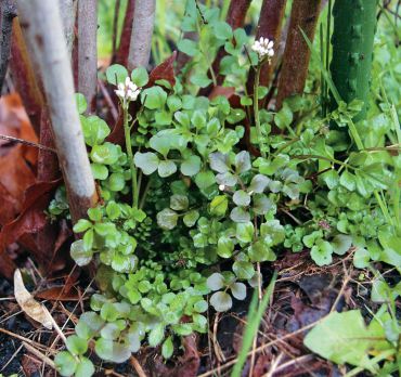 Shotweed is an annual seen in the winter and in other seasons in cool, moist soil. Its common name reflects an ability to shoot seed from elongate, slender pods explosively when ripened. Tiny white flowers appear on stalks from the center of the rosette of leaves. (Photo courtesy Colleen Miko)