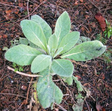 Common mullein, with its fuzzy, silvery leaves, remains a low rosette its first year, then sends up a tall, woody bloom stalk with yellow flowers its second year. Its life cycle makes it a biennial weed. (Photo courtesy Colleen Miko)