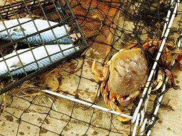 July and August Mean Crab For West Sound Anglers