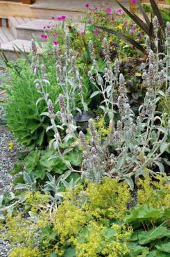 Lady's mantle, lamb's ears, hardy geraniums.