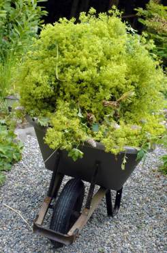 Wheelbarrow full of lady's mantle flowers.