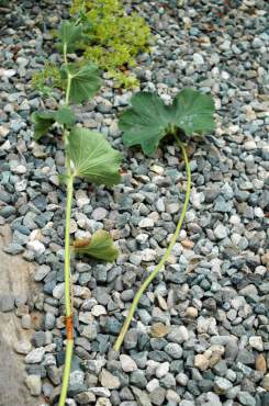 Lady's mantle stem comparison.