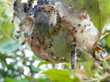 Caterpillars that are hanging dead from their tent after having been destroyed by parasites.