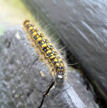 Caterpillar with a white spot on its head — the egg of a parasitoid fly.