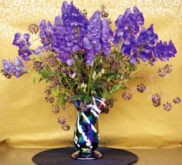 'Sparks Variety' monkshood and black berries of Aralia californica in blown glass vase