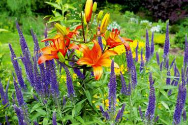 Border combination meant for the bouquet: Asiatic Lily with tall blue Veronica