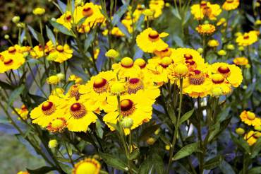 Helenium provides copious bouquets in late summer.