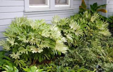 Shady bed of Fatsia 'Spider's Web' with other woodland delights