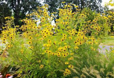 'Henry Eilers' Rudbeckia grows to 5-feet-high in mixed bed.