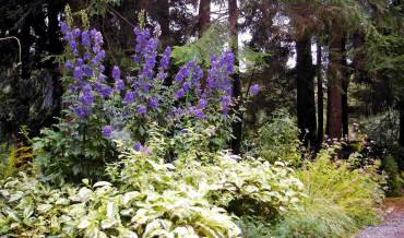 Monkshood in partly sunny bed with variegated Persicaria at feet and lavender toad lily beyond