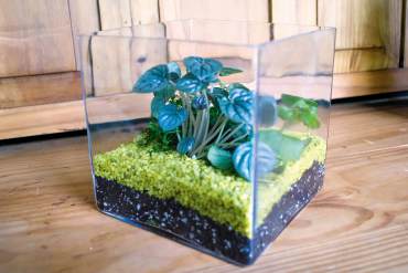 Terrariums