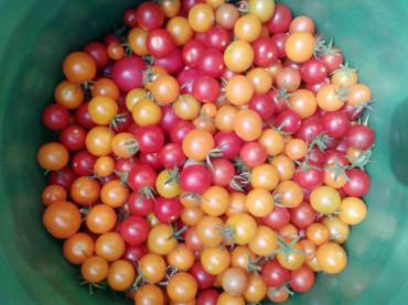 Cherry tomatoes