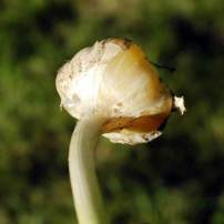Waxy Breakdown of Garlic