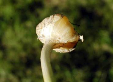 Waxy Breakdown of Garlic