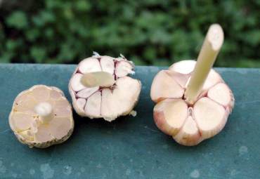 Waxy Breakdown of Garlic