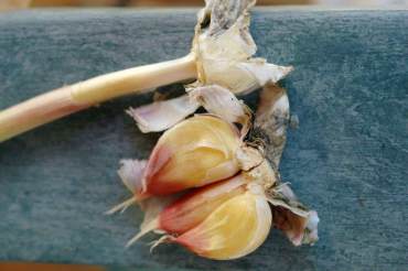 Waxy Breakdown of Garlic