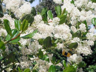 Butterflies sip nectar from closely packed clusters of flowers, such as snowbrush, Ceanothus velutinus.